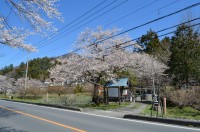 ①大手の桜→散り始め