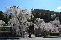 ②法善寺→満開
