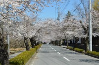 ③北桜通り→7分咲き