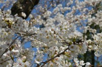 ④南桜通り→6分咲き