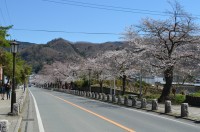⑤宝登山参道→4～5分咲き