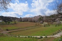 ⑥野土山→2～3分咲き