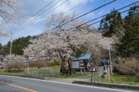 ①大手の桜→散り始め