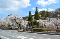 ②法善寺→満開
