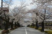 ③北桜通り→満開