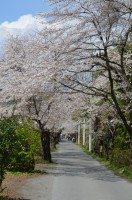 ④南桜通り→7分咲き