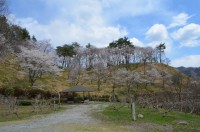 ⑥野土山→3～4分咲き