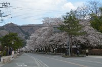 ⑤宝登山参道→5～6分咲き