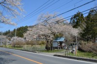 ①大手の桜→散り始め