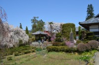 ②法善寺→満開