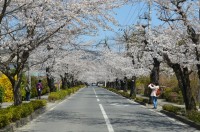 ③北桜通り→満開