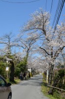 ④南桜通り→満開