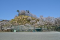 ⑥野土山→4～5分咲き