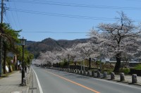 ⑤宝登山参道→7分咲き