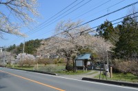 ①大手の桜→散り始め