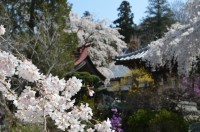 ②法善寺→満開