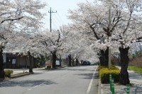 ③北桜通り→満開