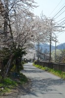 ④南桜通り→満開