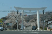 ⑤宝登山参道→満開