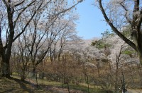 ⑥野土山→7分咲き