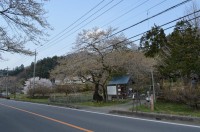 ①大手の桜→葉桜