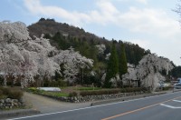 ②法善寺→満開