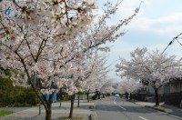 ③北桜通り→満開