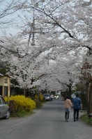 ④南桜通り→満開