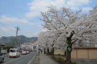 ⑤宝登山参道→満開