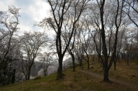 ⑥野土山→満開