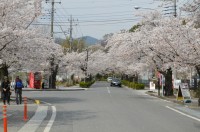 ③北桜通り→散り始め