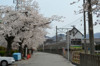 ④南桜通り→満開