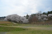 ⑥野土山→満開