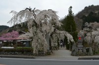 ②法善寺→散り始め