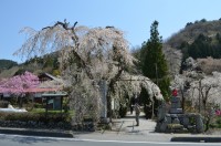 ②法善寺→散り始め