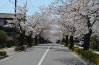 ③北桜通り→散り始め