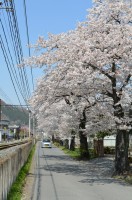 ④南桜通り→散り始め