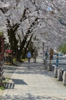 ⑤宝登山参道→散り始め