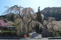 ②法善寺→ほぼ散りました