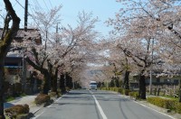 ③北桜通り→散り始め（半分くらい）