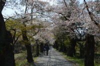 ④南桜通り→散り始め（半分くらい）