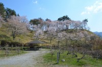 ⑥野土山→満開