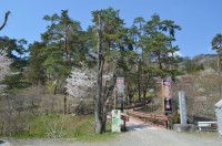 ⑦通り抜けの桜→4分咲き