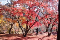 1127nagatoro_koyo (3)