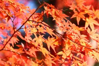 月の石もみじ公園 04