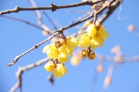 0113robai_nagatorokankokyokai (3)