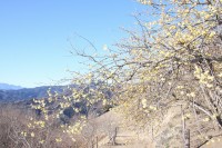 0113robai_nagatorokankokyokai (4)