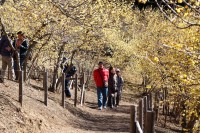宝登山ロウバイ園 05