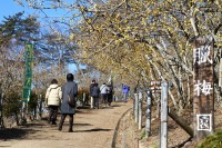 宝登山ロウバイ園 01