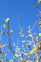 宝登山ロウバイ園 02